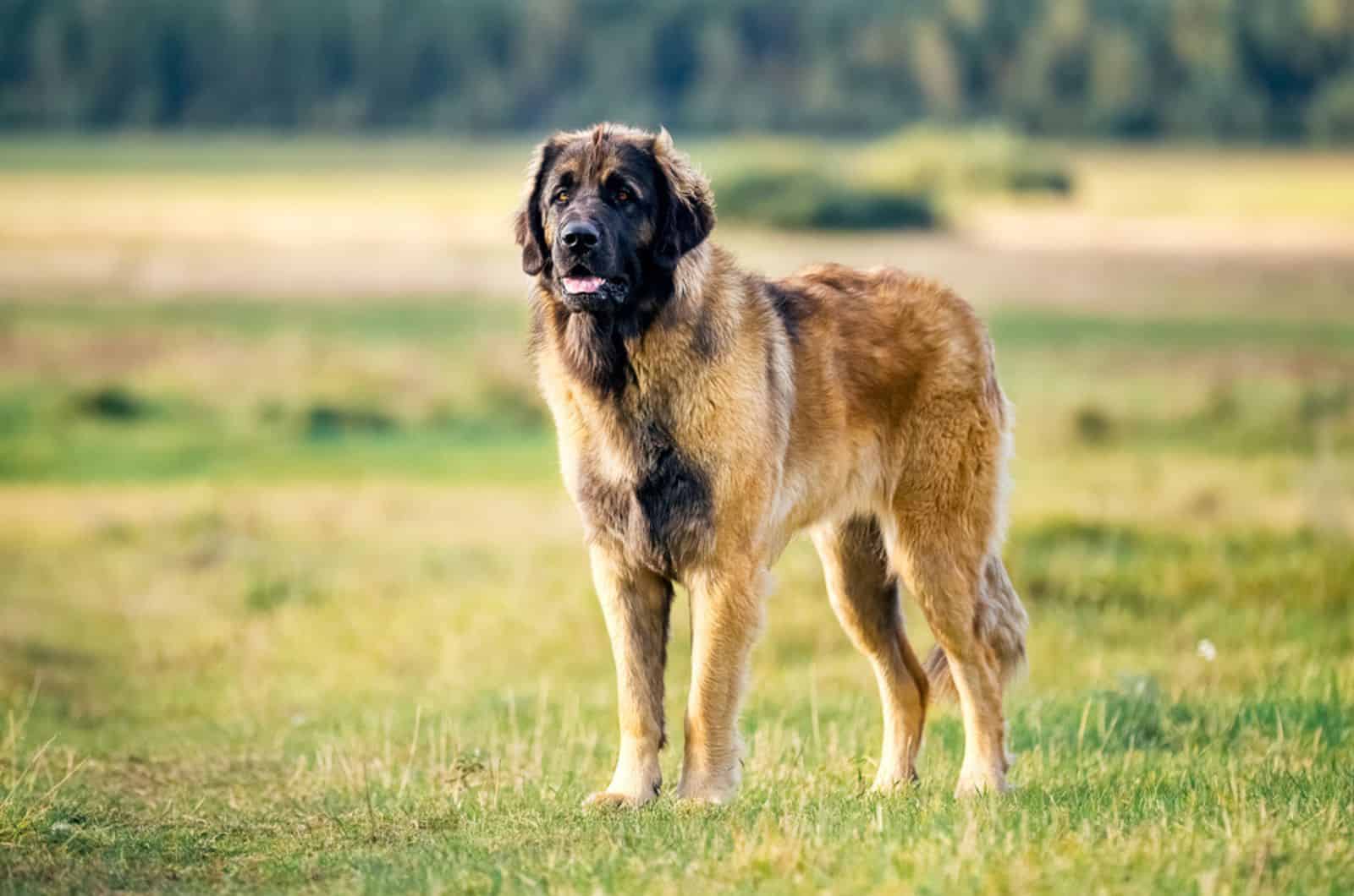 perro leonberger adulto de pie en un prado