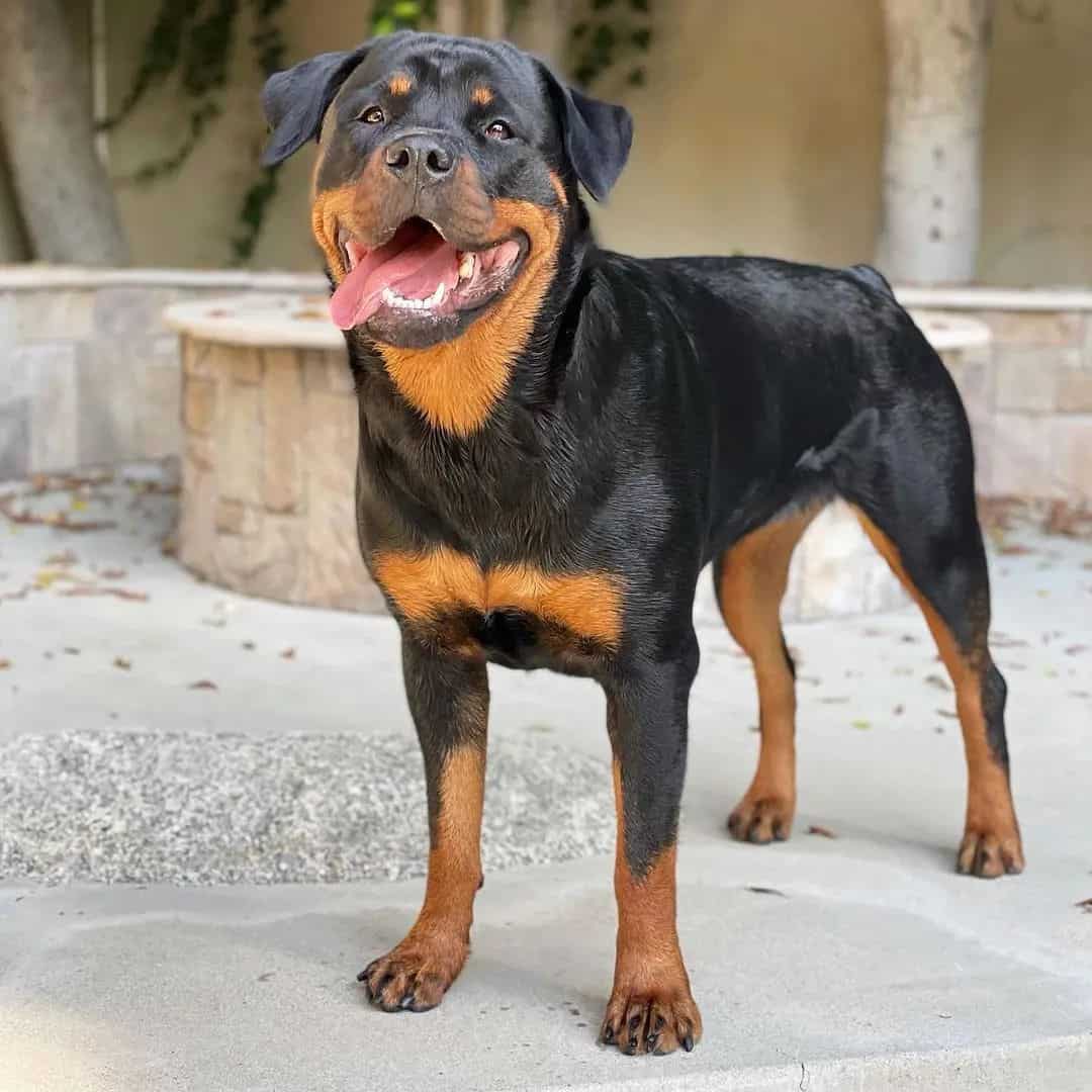 rottweiler adulto