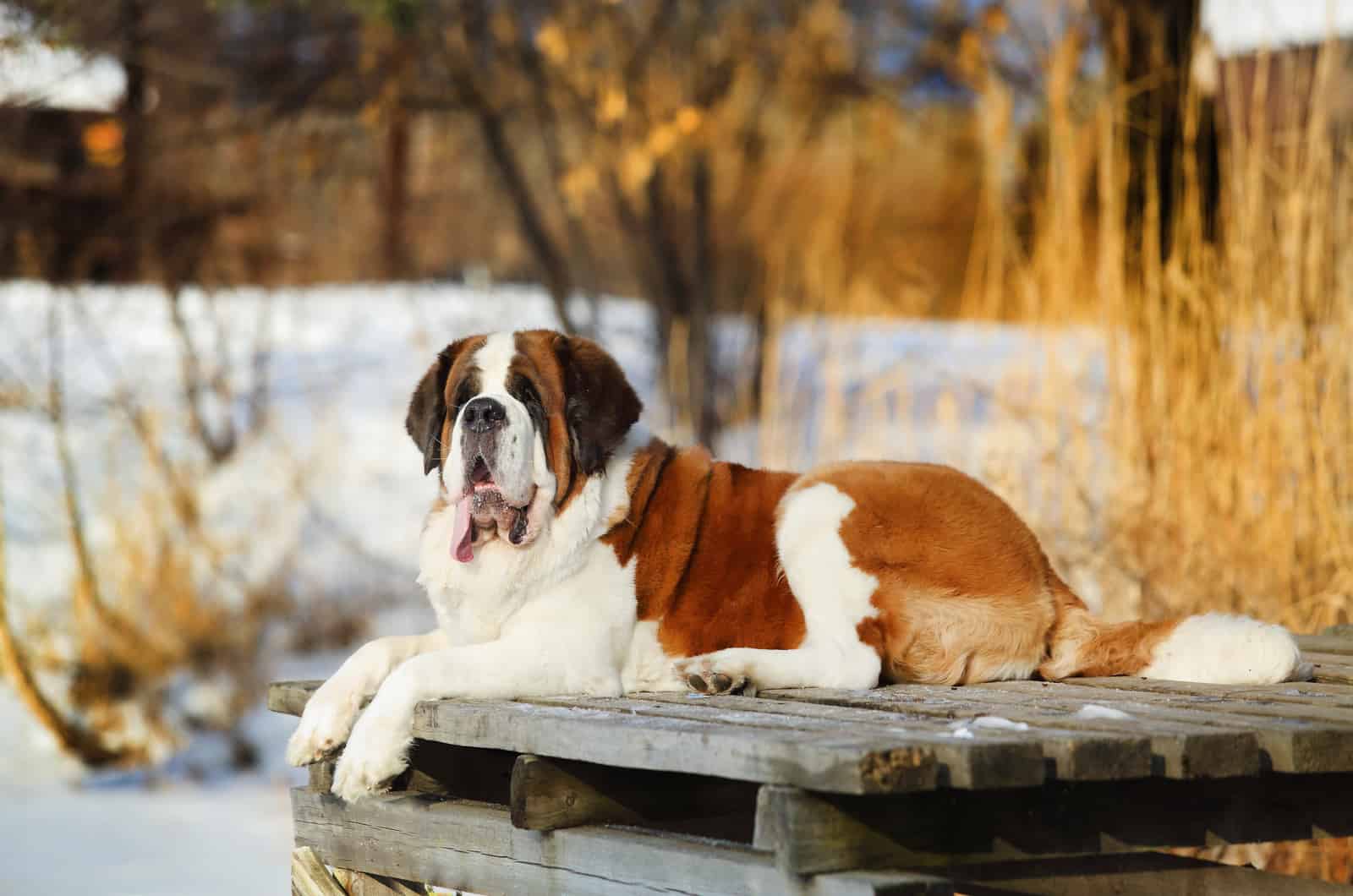 Perro San Bernardo adulto