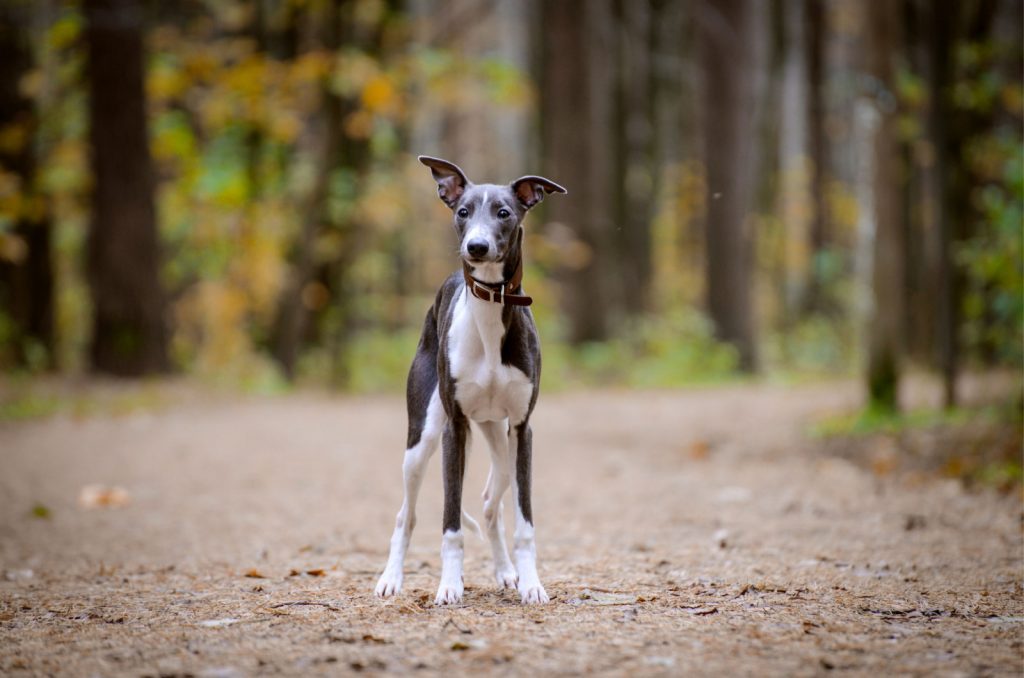 whippet adulto
