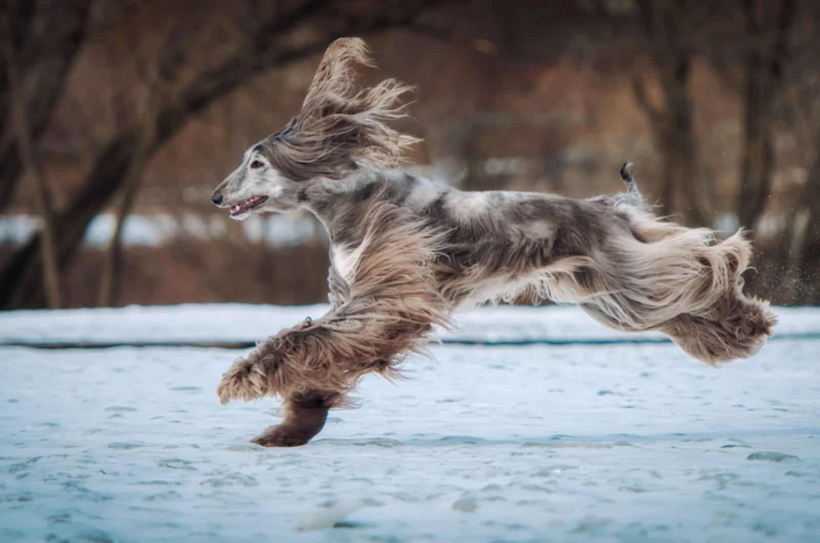 lebrel afgano corriendo en la nieve