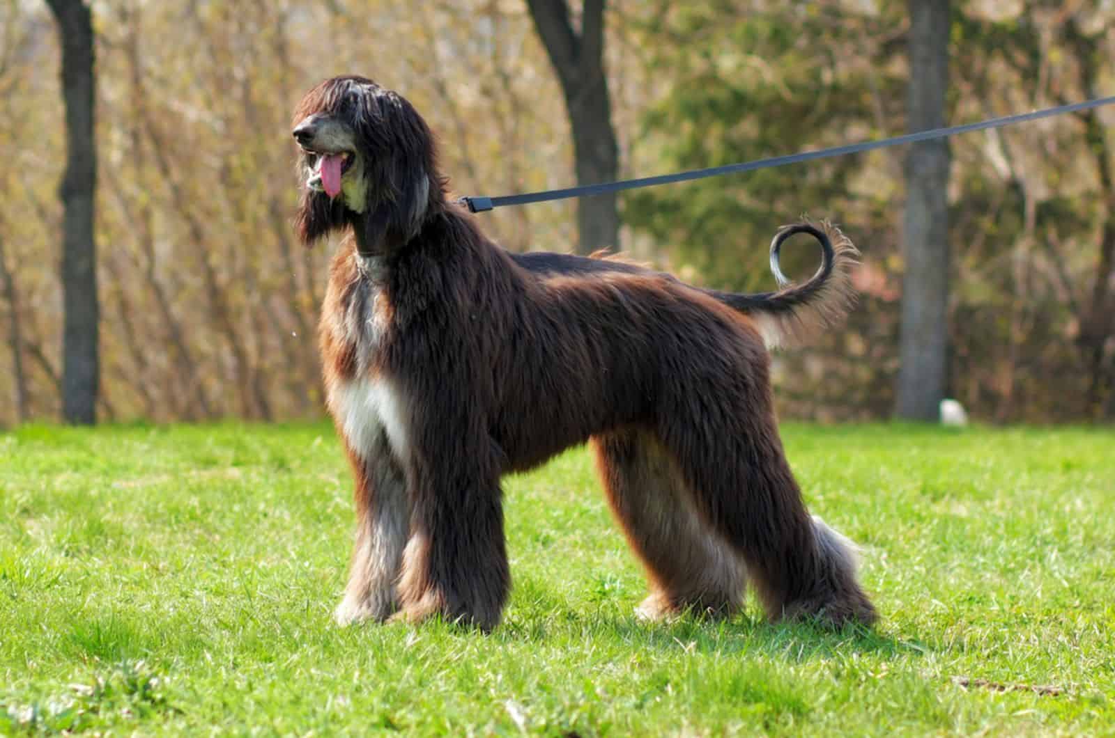 afghan hound con correa en el parque