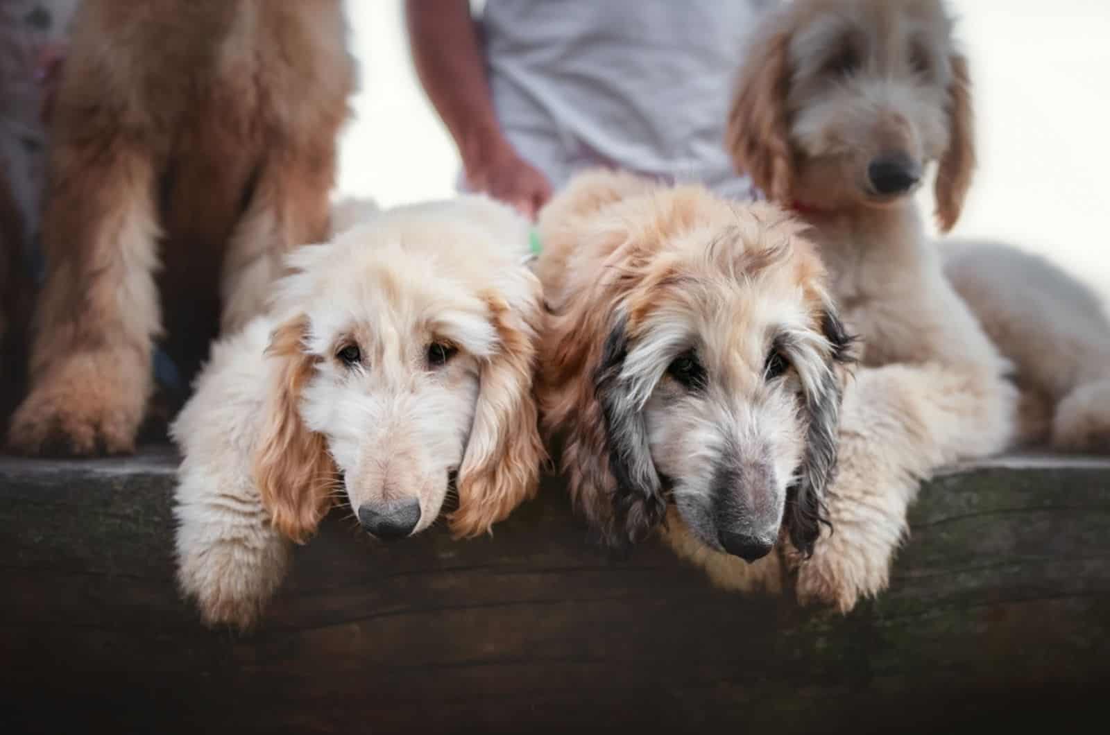 cachorros de afghan hound en el banco