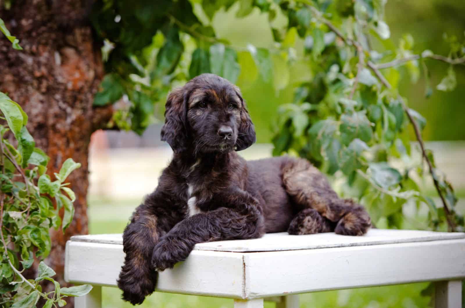cachorro de afghan hound acostado en la silla