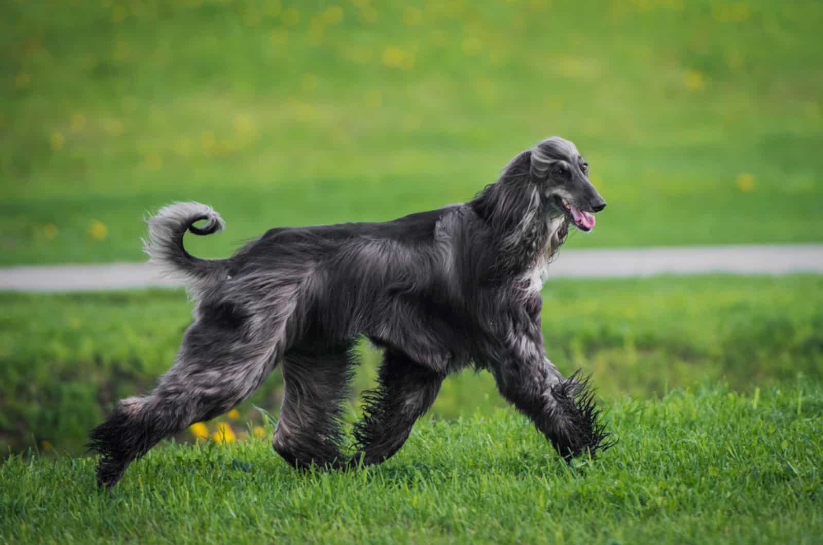 afghan hound corriendo en el césped