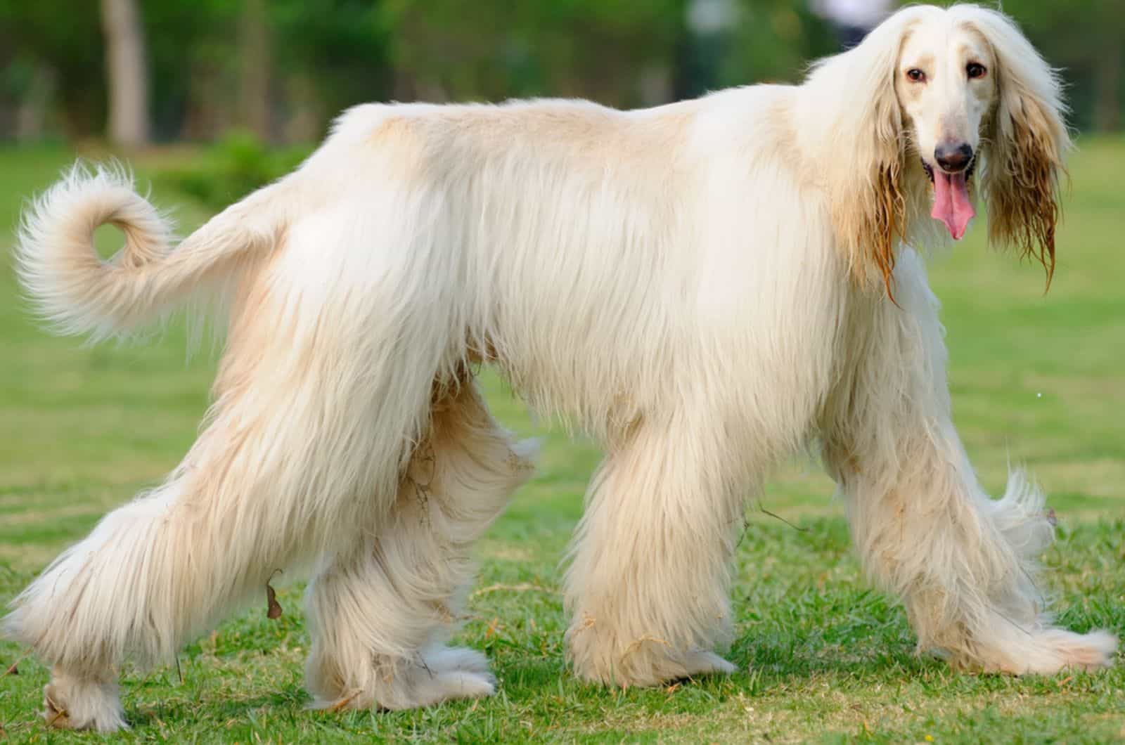 afghan hound caminando en el césped
