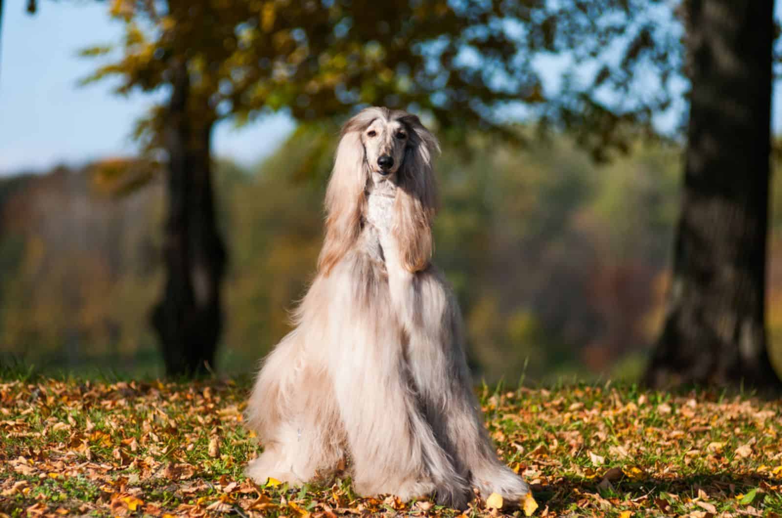 afghan hound en el parque