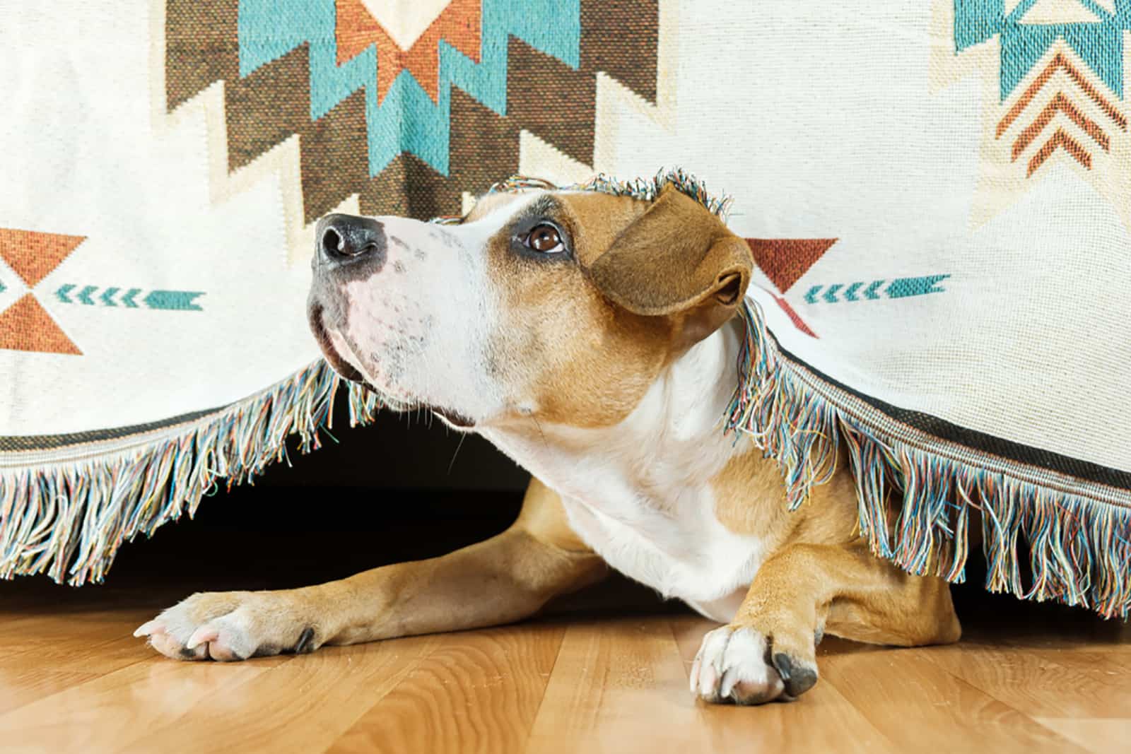 perro asustado escondido debajo de la cama