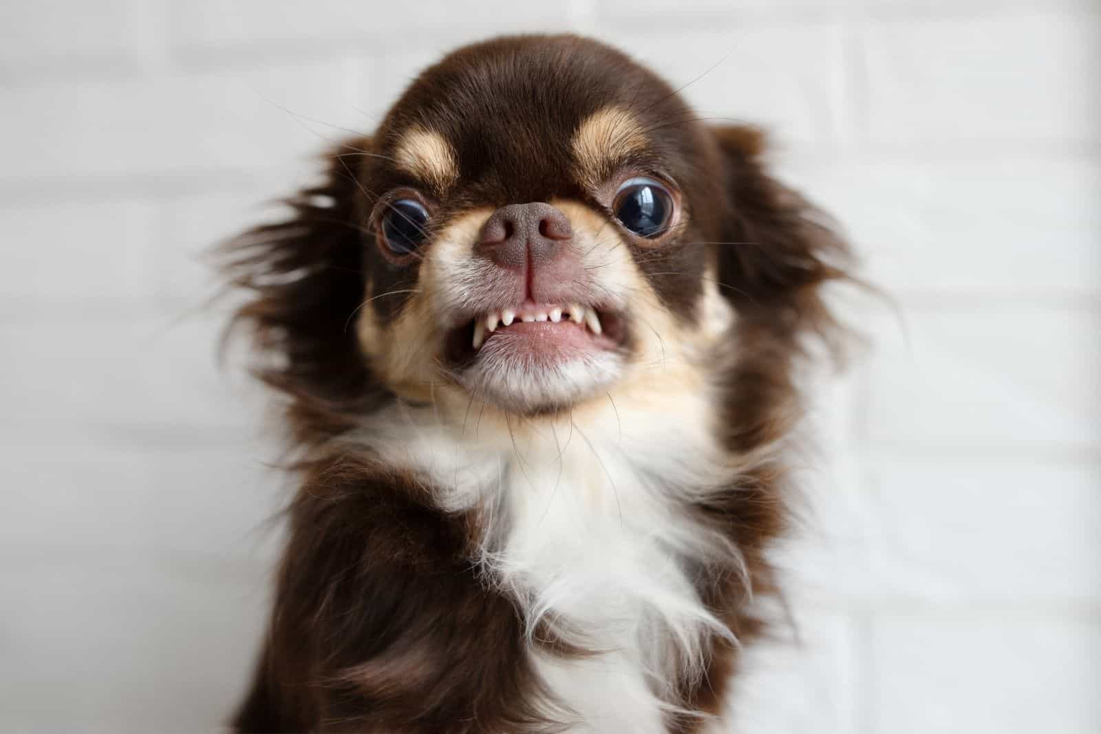 chihuahua agresivo gruñendo a la cámara