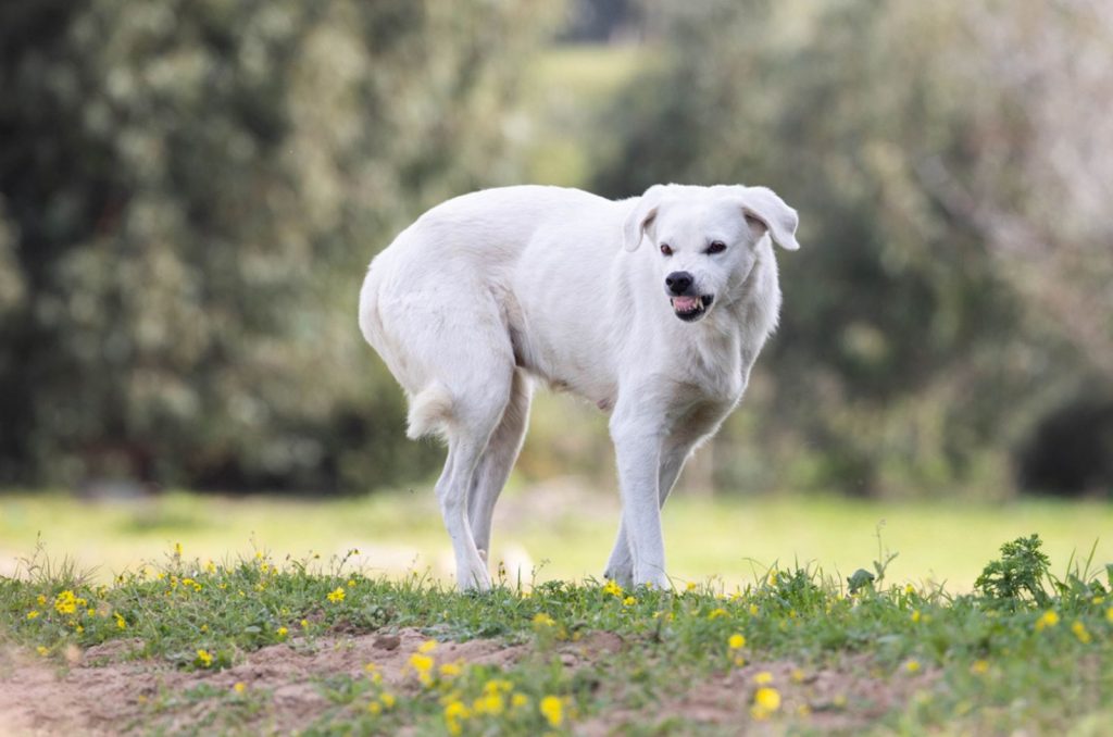 perro agresivo muestra los dientes