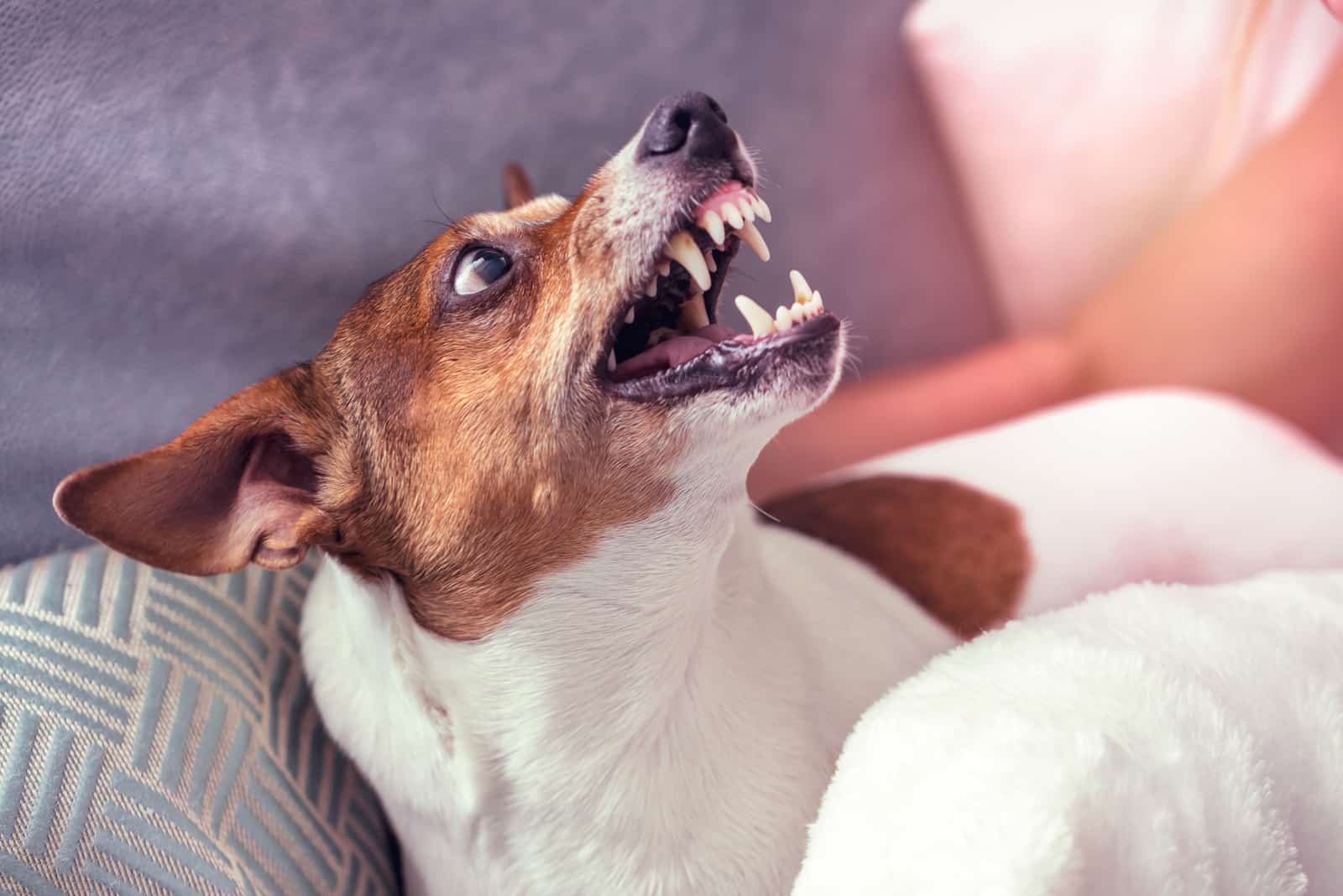 perro agresivo Jack Russell gruñe a alguien
