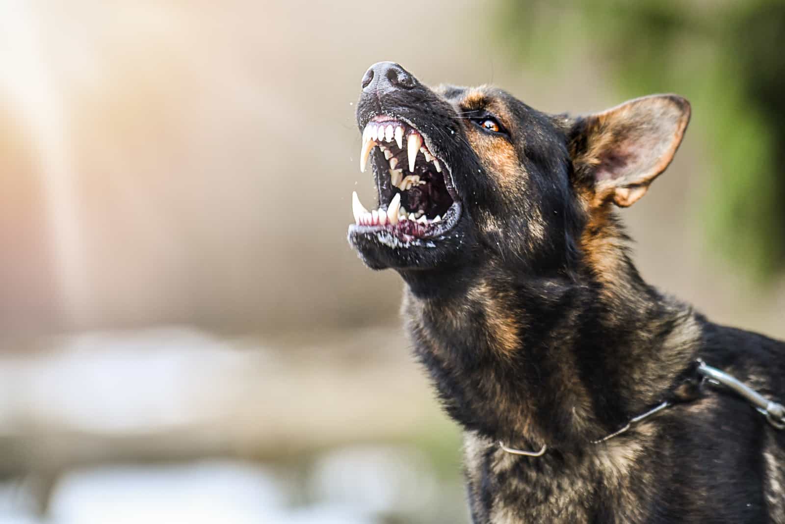 perro agresivo muestra dientes afilados
