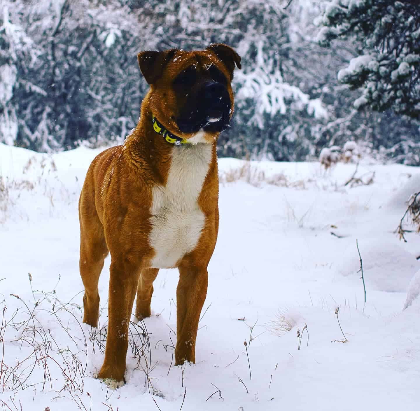 mezcla de bóxer y akita inu