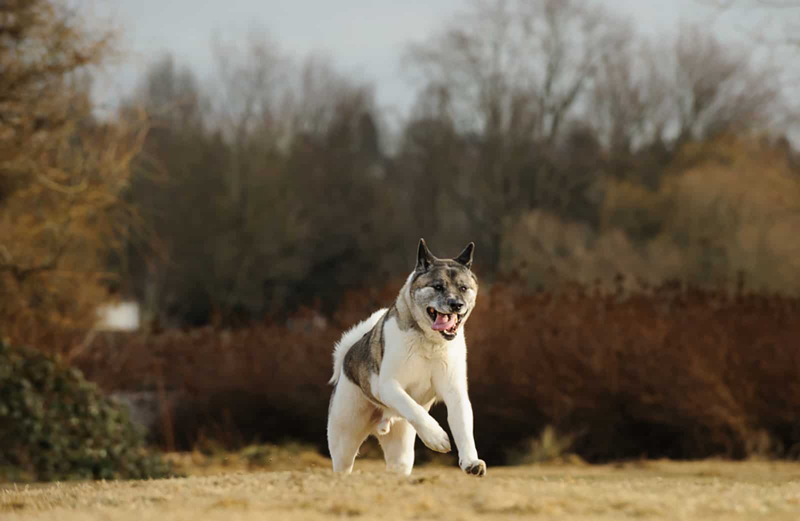 Retrato al aire libre de un perro akita corriendo en un campo natural