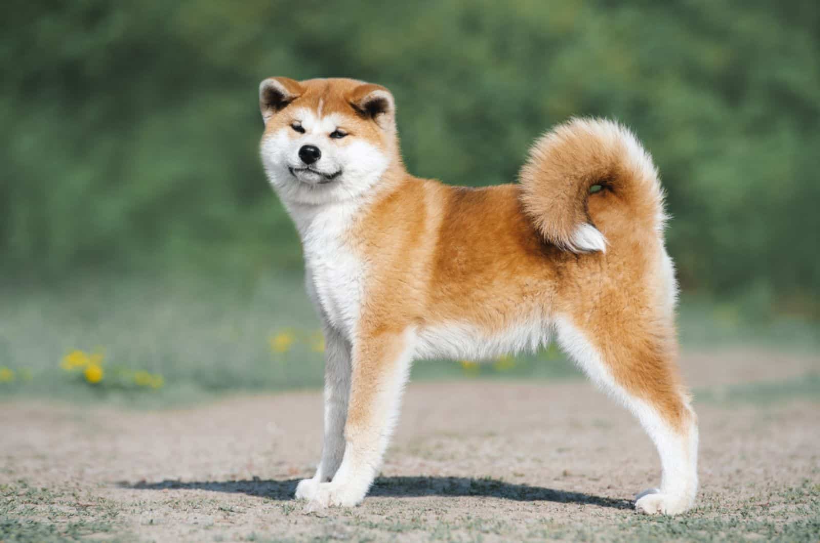 cachorro akita inu de pie en la carretera