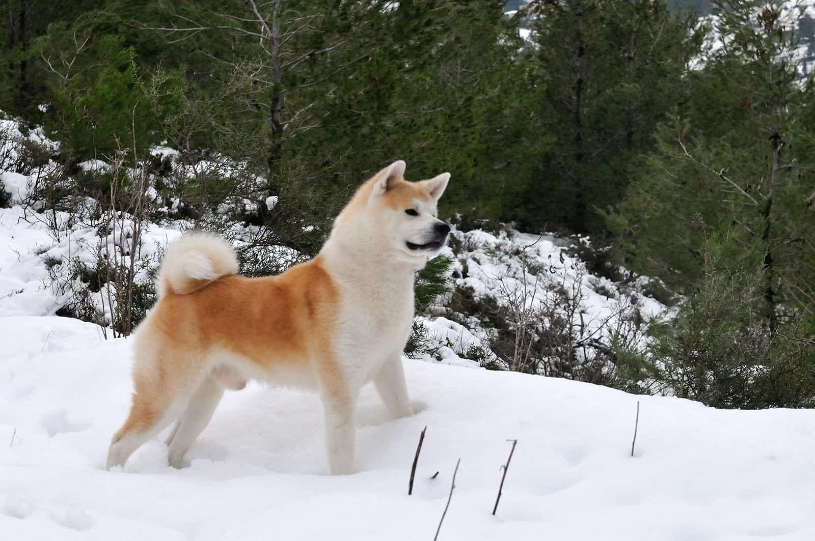 perro akita inu de pie en la nieve