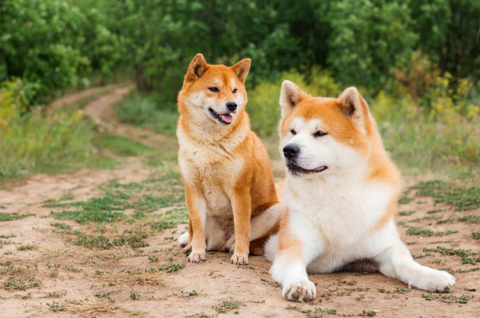 akita inu y shiba inu en la naturaleza