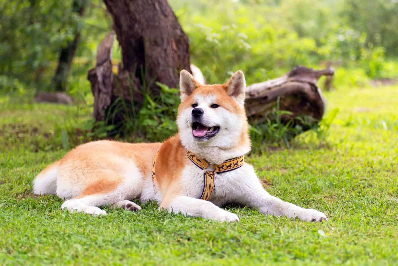 retrato de perro akita inu al aire libre