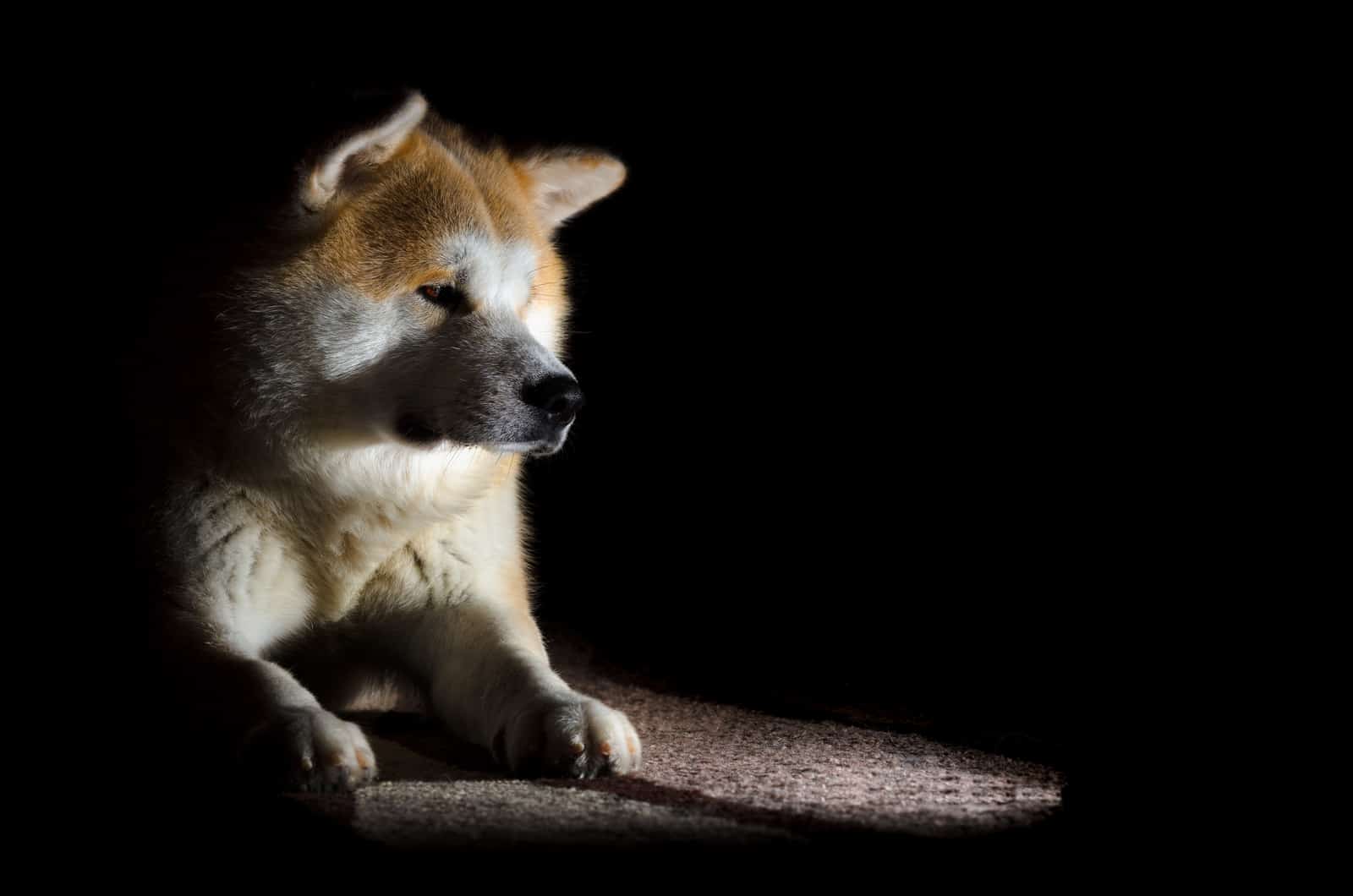 akita inu en la oscuridad