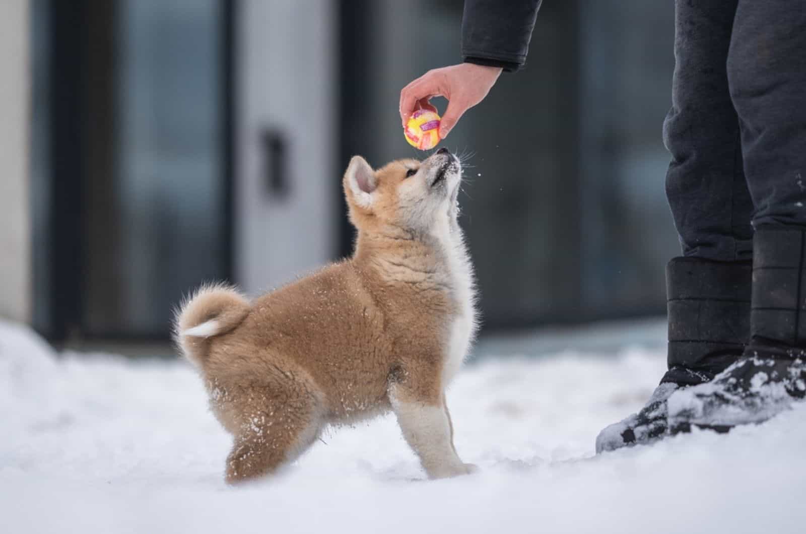 cachorro de akita inu jugando con su dueño