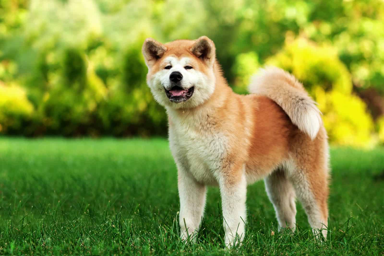 akita inu de pelaje largo blanco y rojo