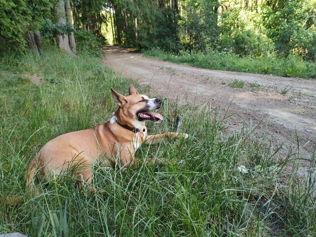 mezcla de akita pitbull