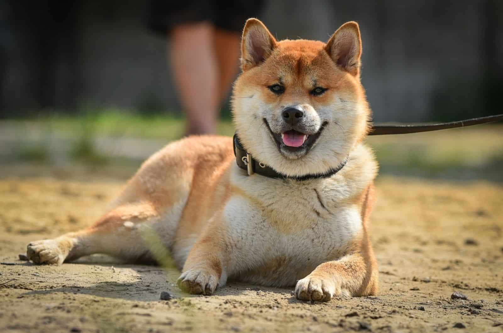 perro akita acostado en el suelo
