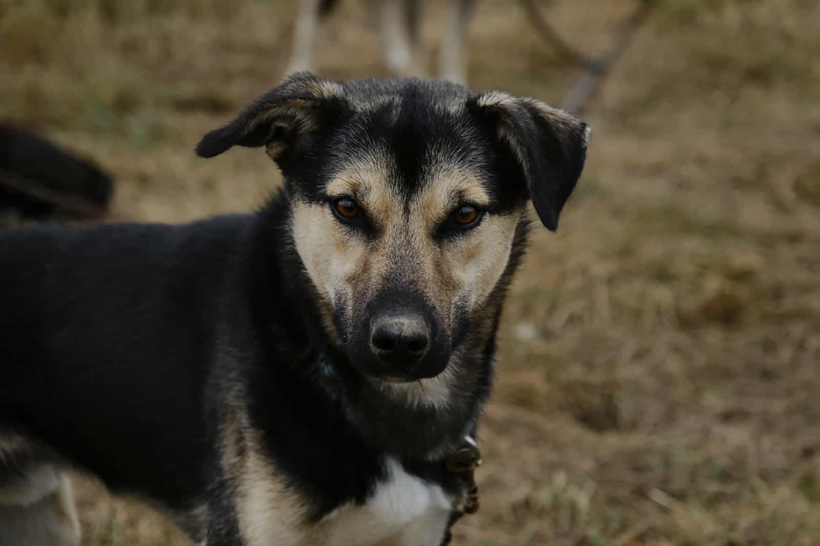 Husky de Alaska en la naturaleza