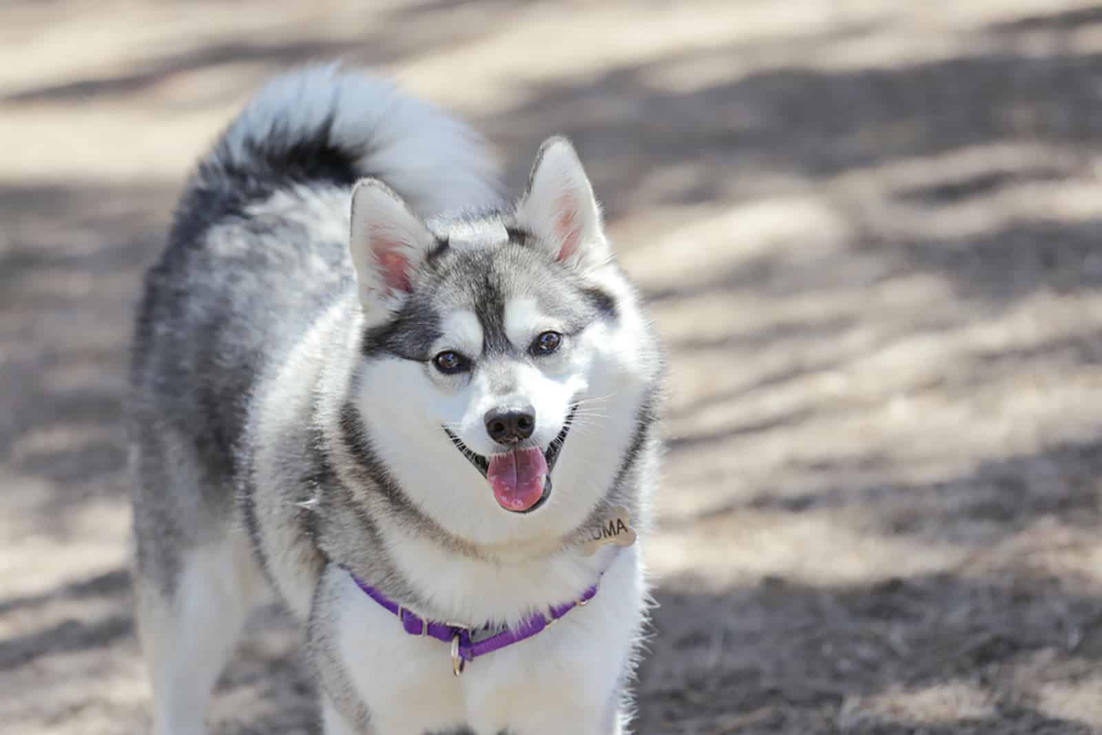 Perro Alaskan Klee Kai al aire libre