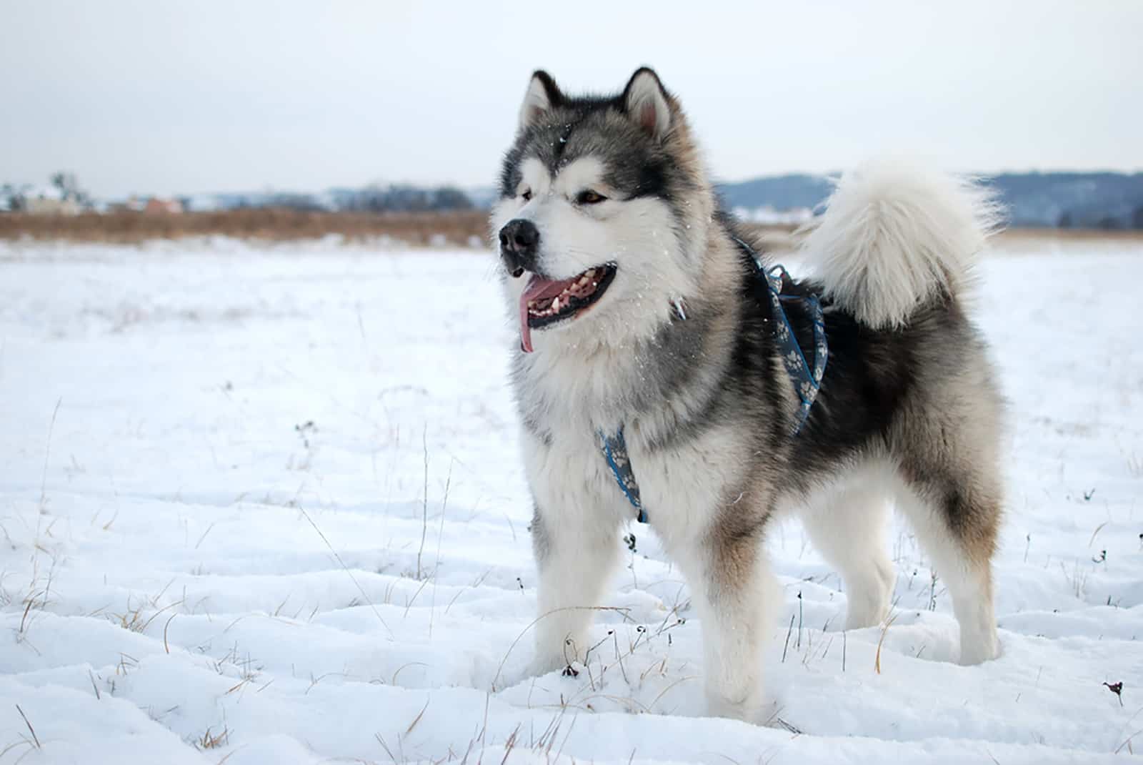 Alaskan Malamute en la nieve