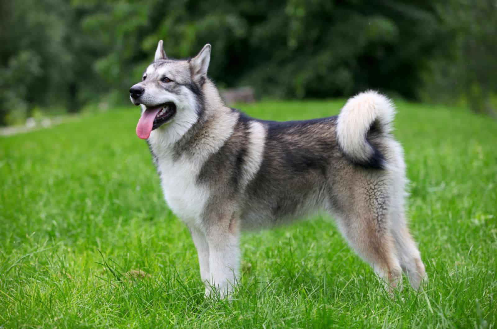alaskan malamute de pie en un prado