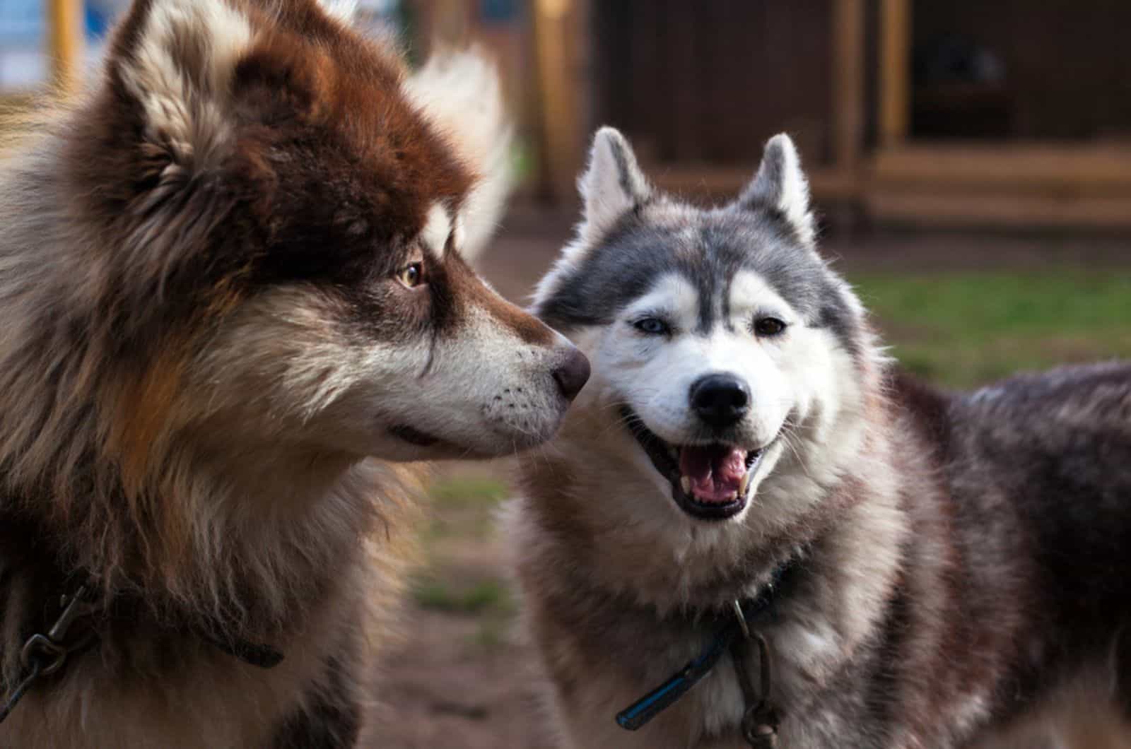 malamute de alaska y husky siberiano al aire libre