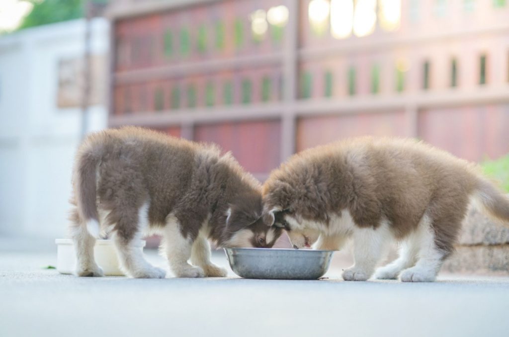 cachorros de alaskan malamute comiendo de un plato