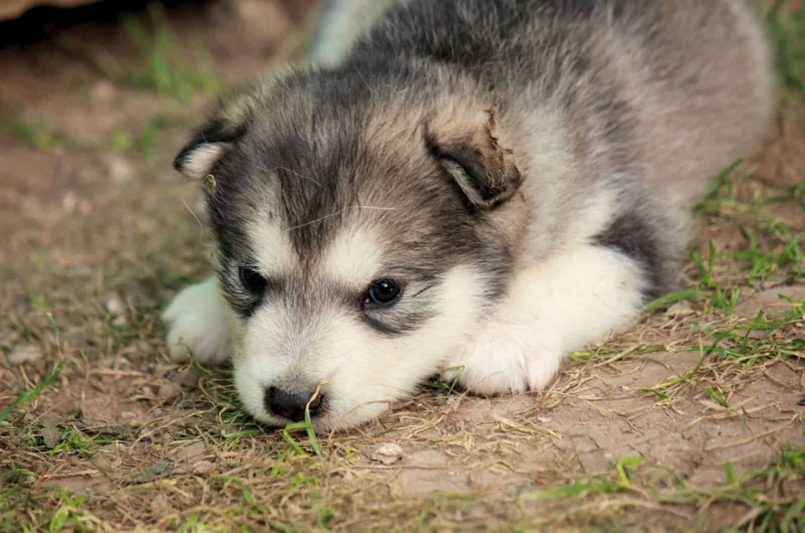cachorro de malamute de alaska acostado en el suelo
