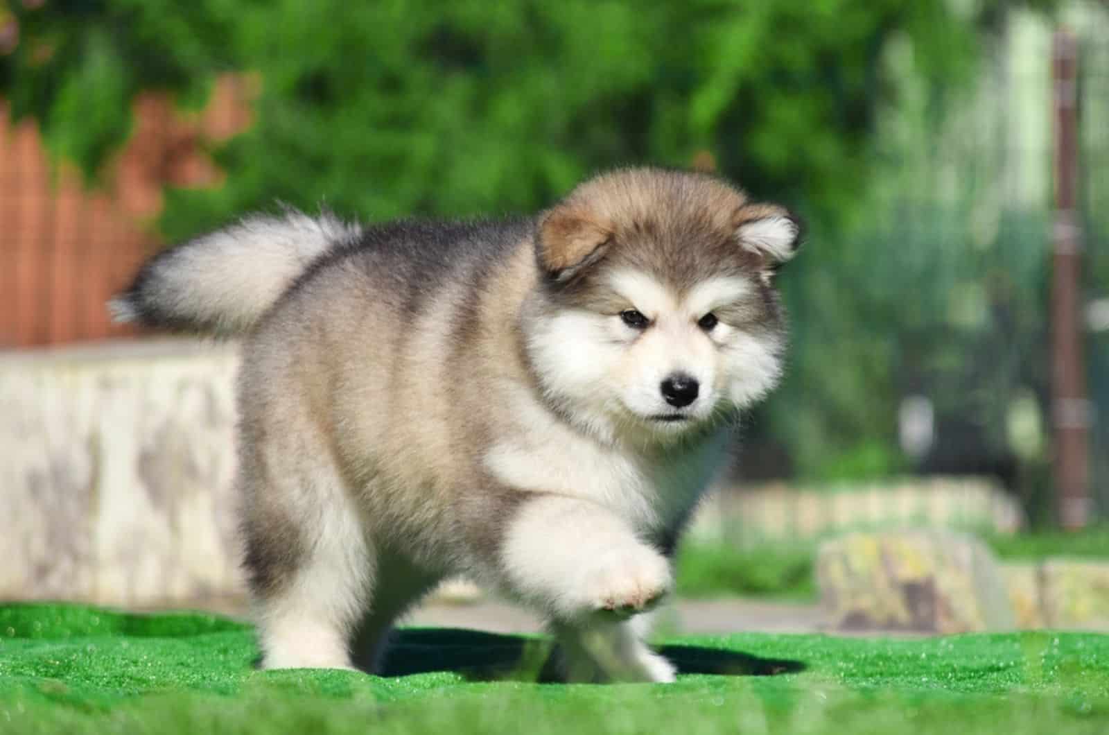 cachorro de alaskan malamute en el patio