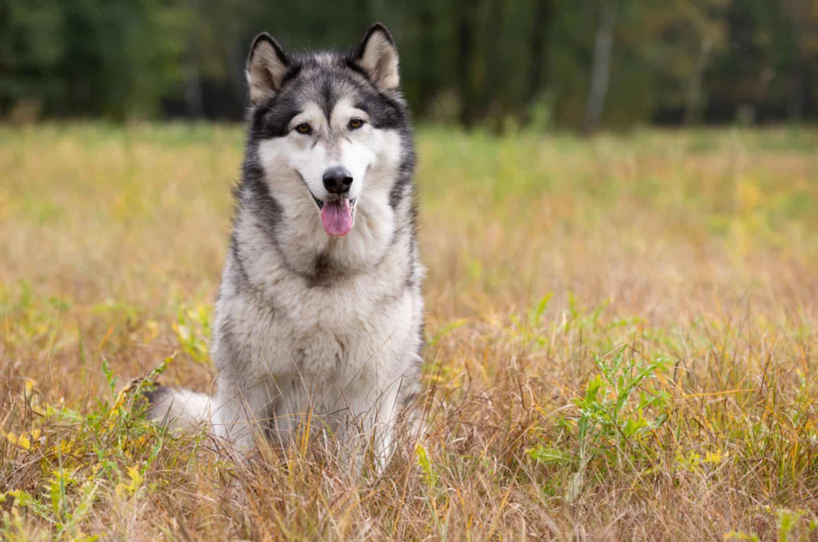 perro alaskan malamute en un prado