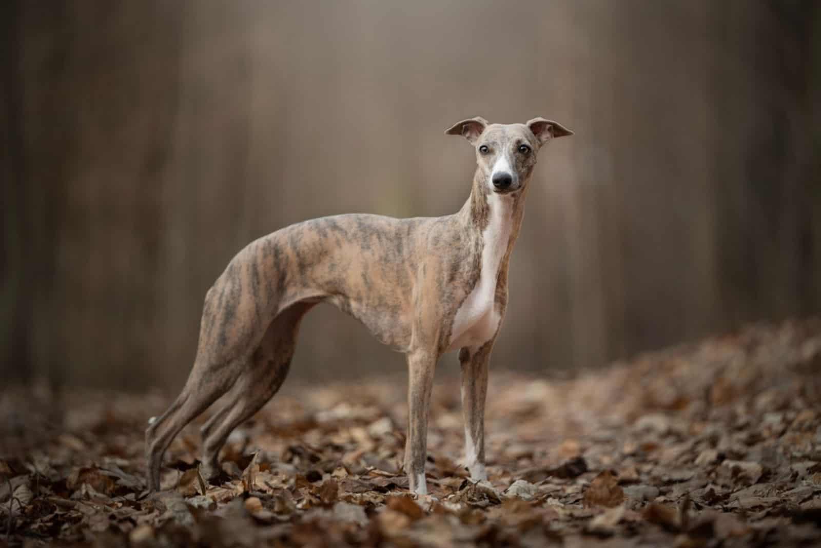 Impresionante retrato de whippet en el bosque