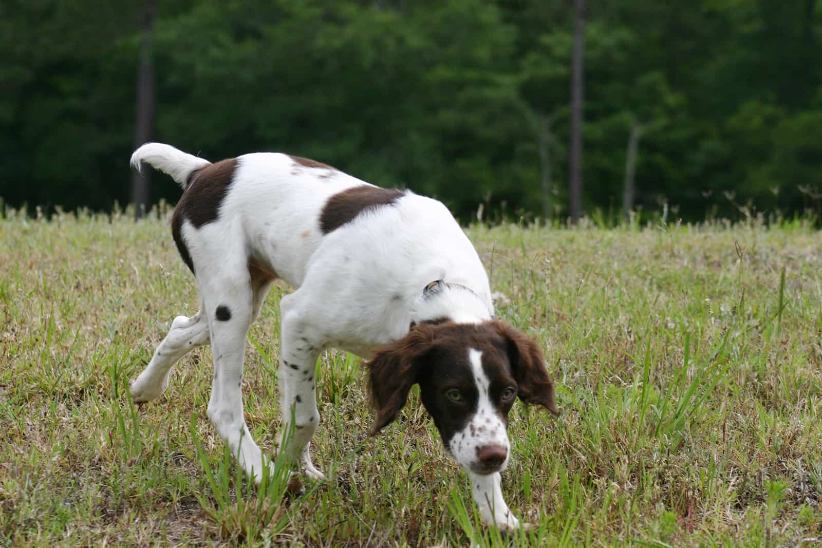 Perro American Brittany cazando en el parque