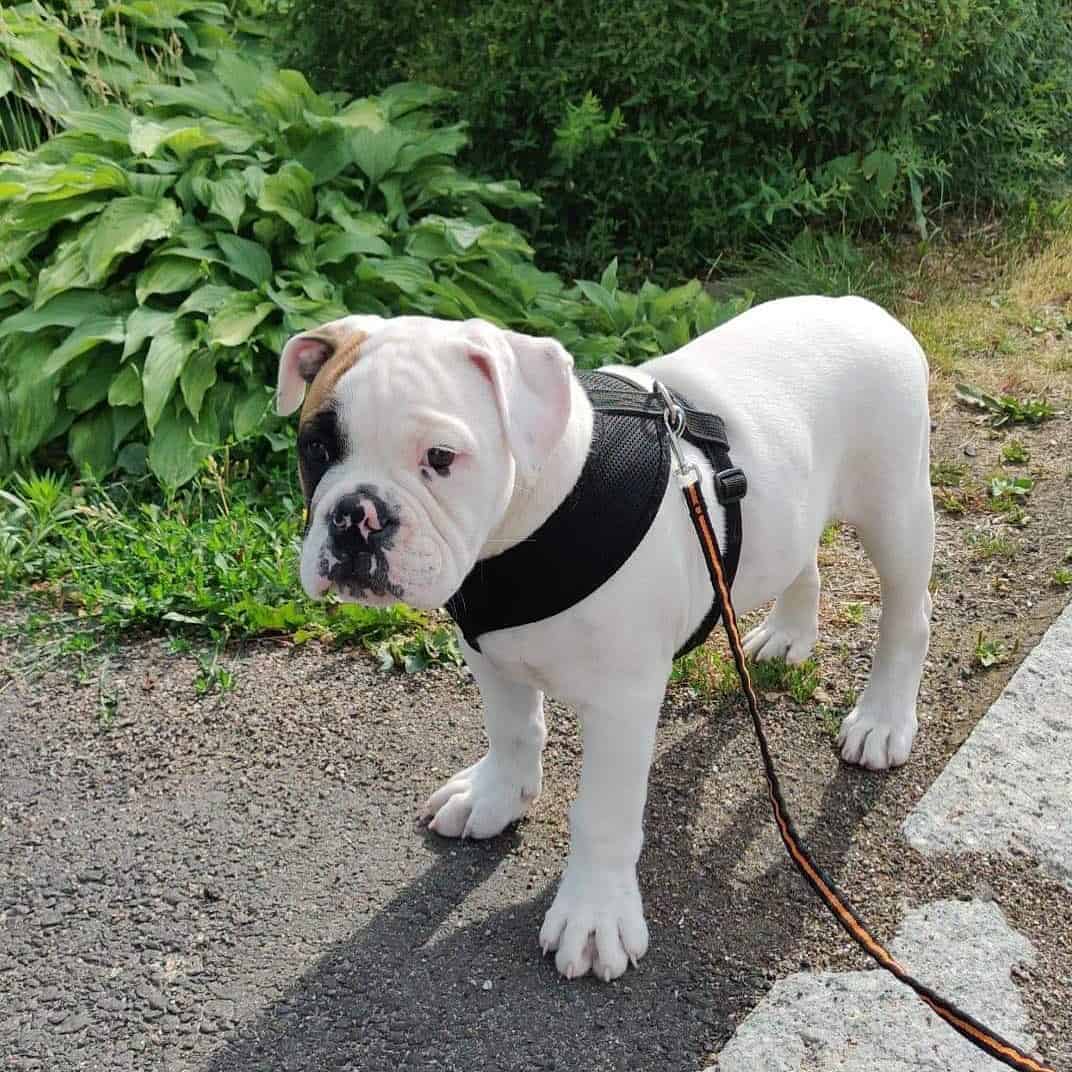 mezcla de bulldog americano y bulldog inglés
