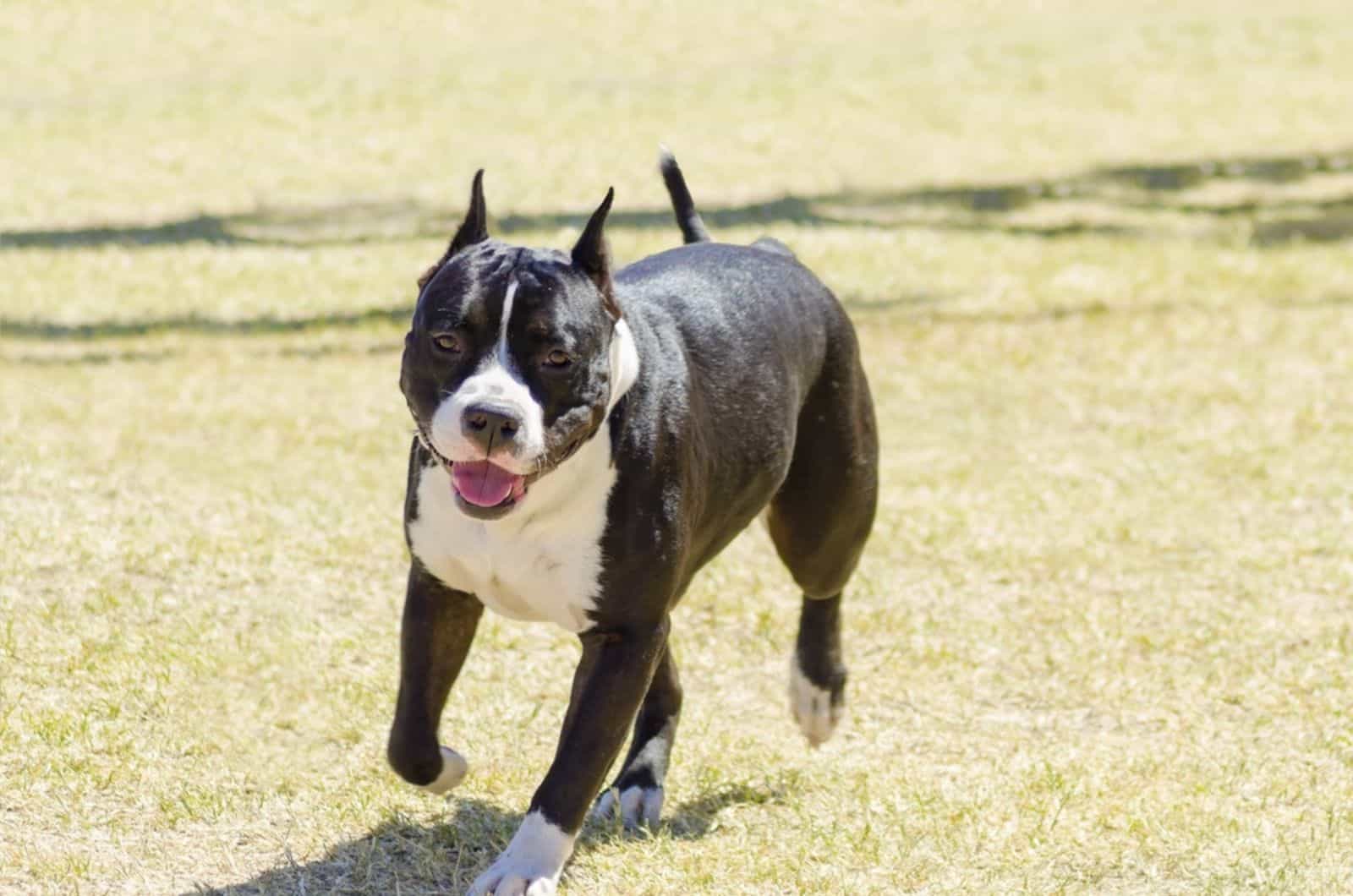 bulldog americano corriendo al aire libre