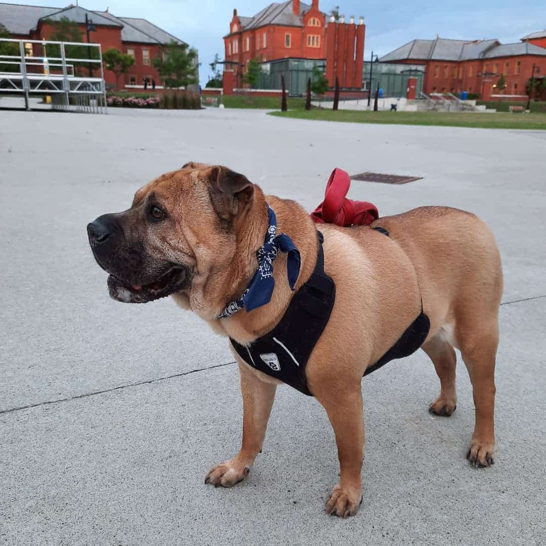 mezcla de bulldog americano y shar pei