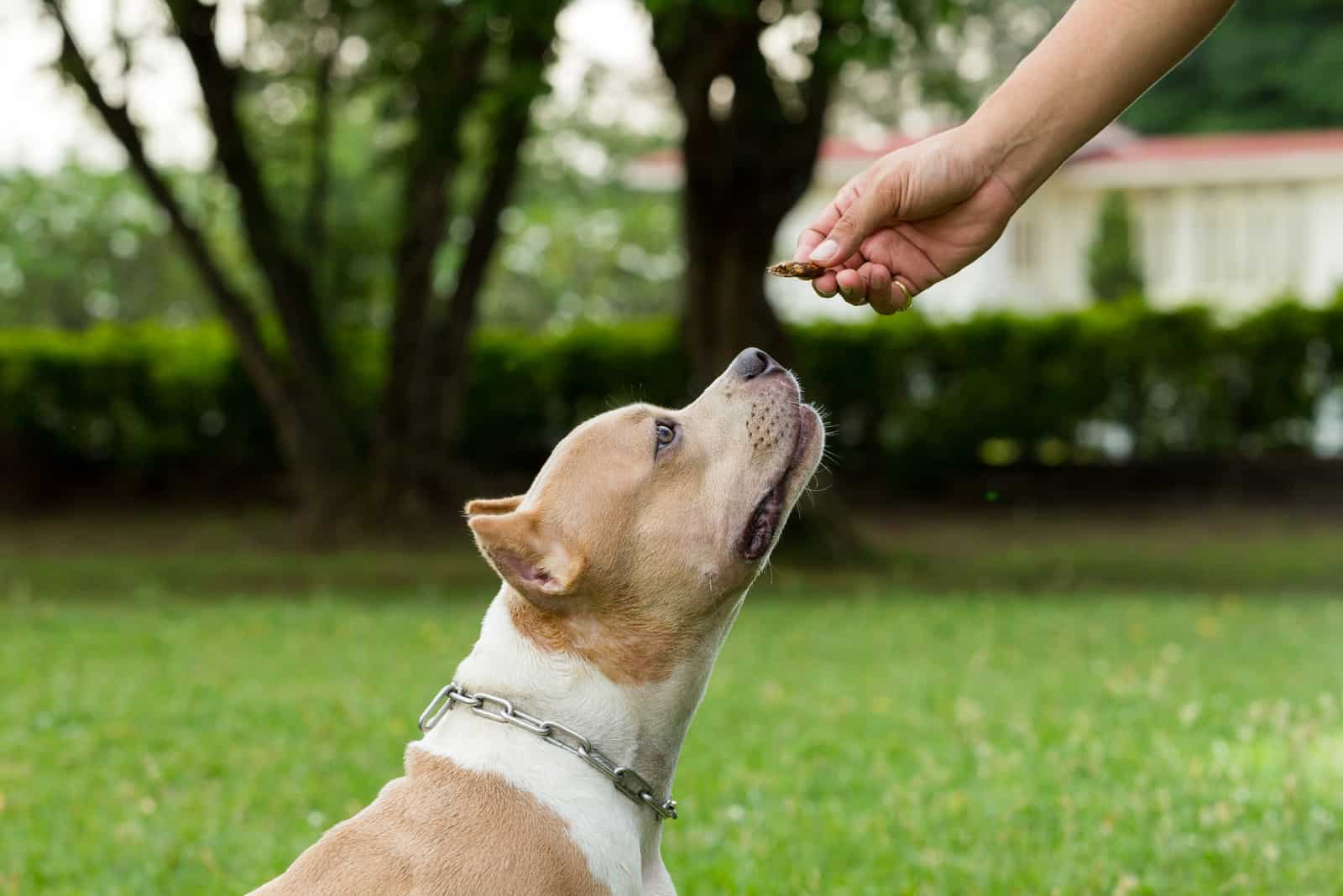 american bully siendo alimentado con una golosina