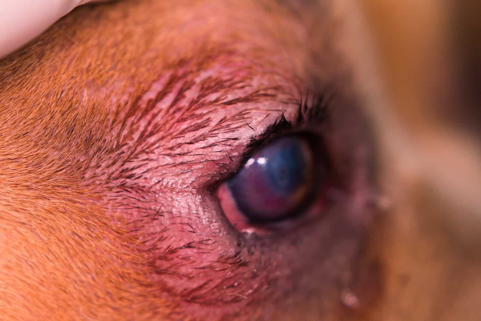 raza de perro american bully con entropión y úlcera corneal