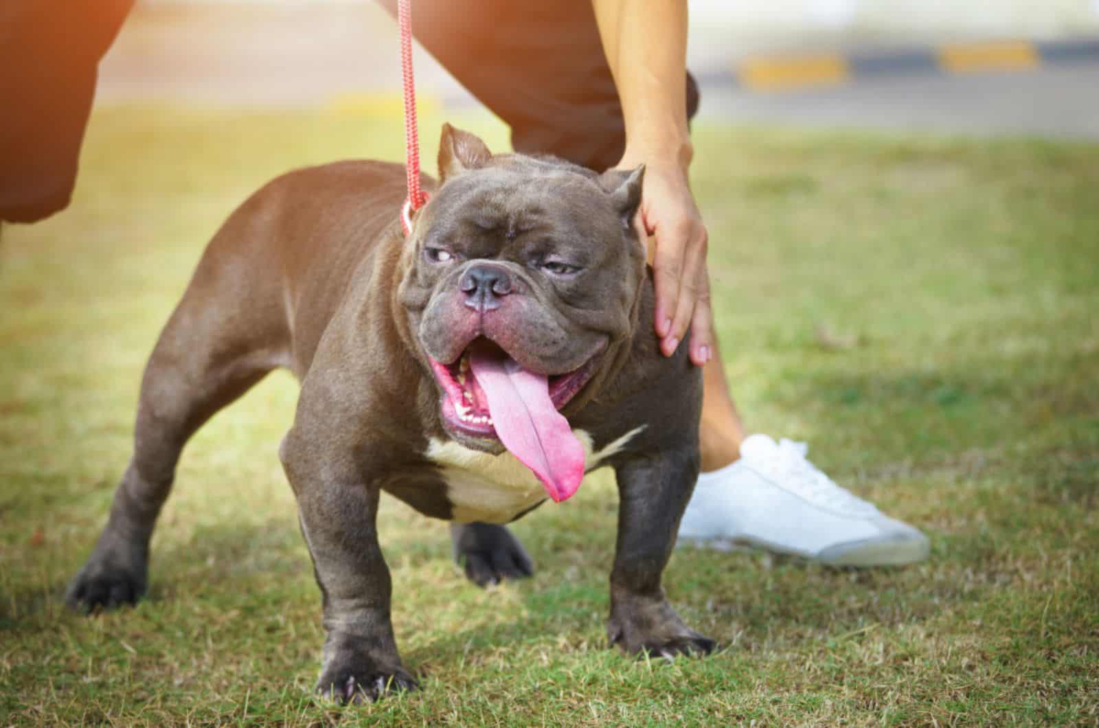 american bully con su dueño