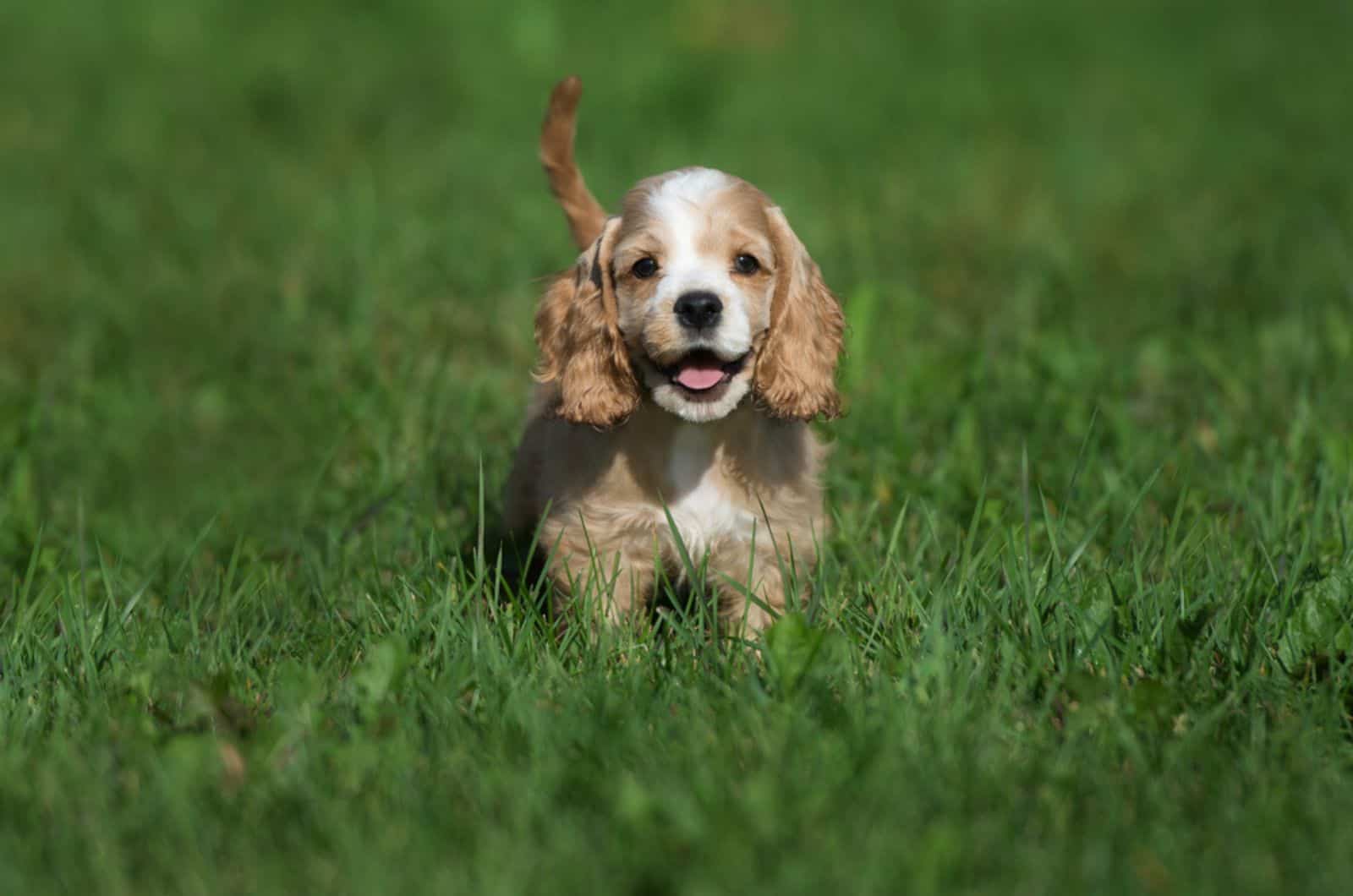 cachorro de cocker spaniel americano caminando en el césped