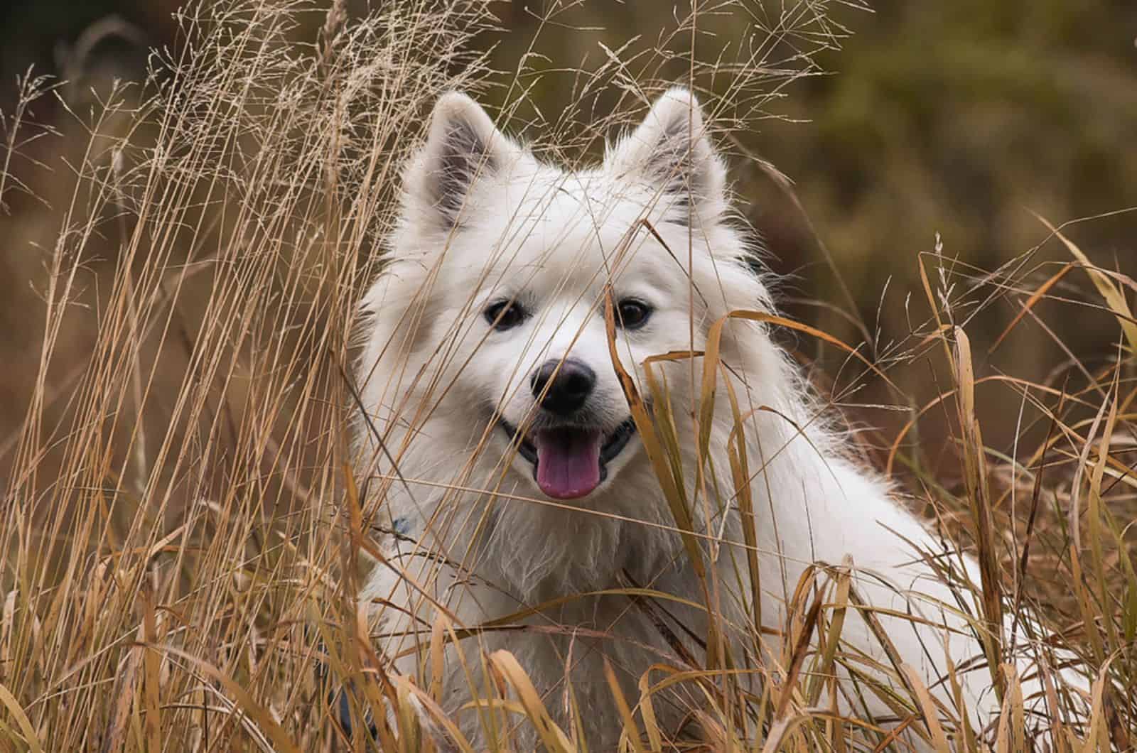 perro esquimal americano en un prado