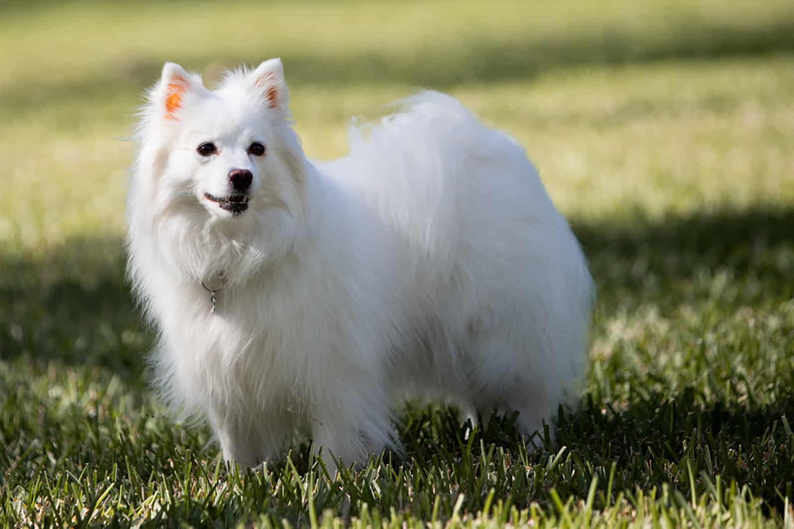 Perro Eskimo Americano de pie en el parque
