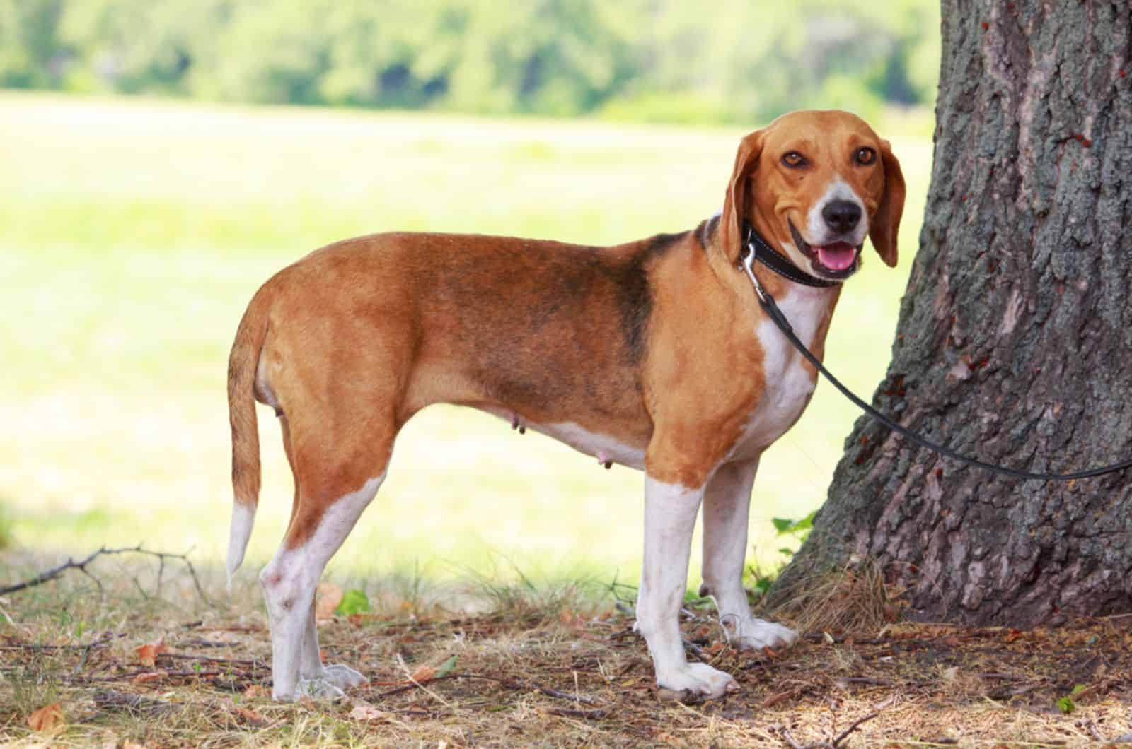 foxhound americano en el parque