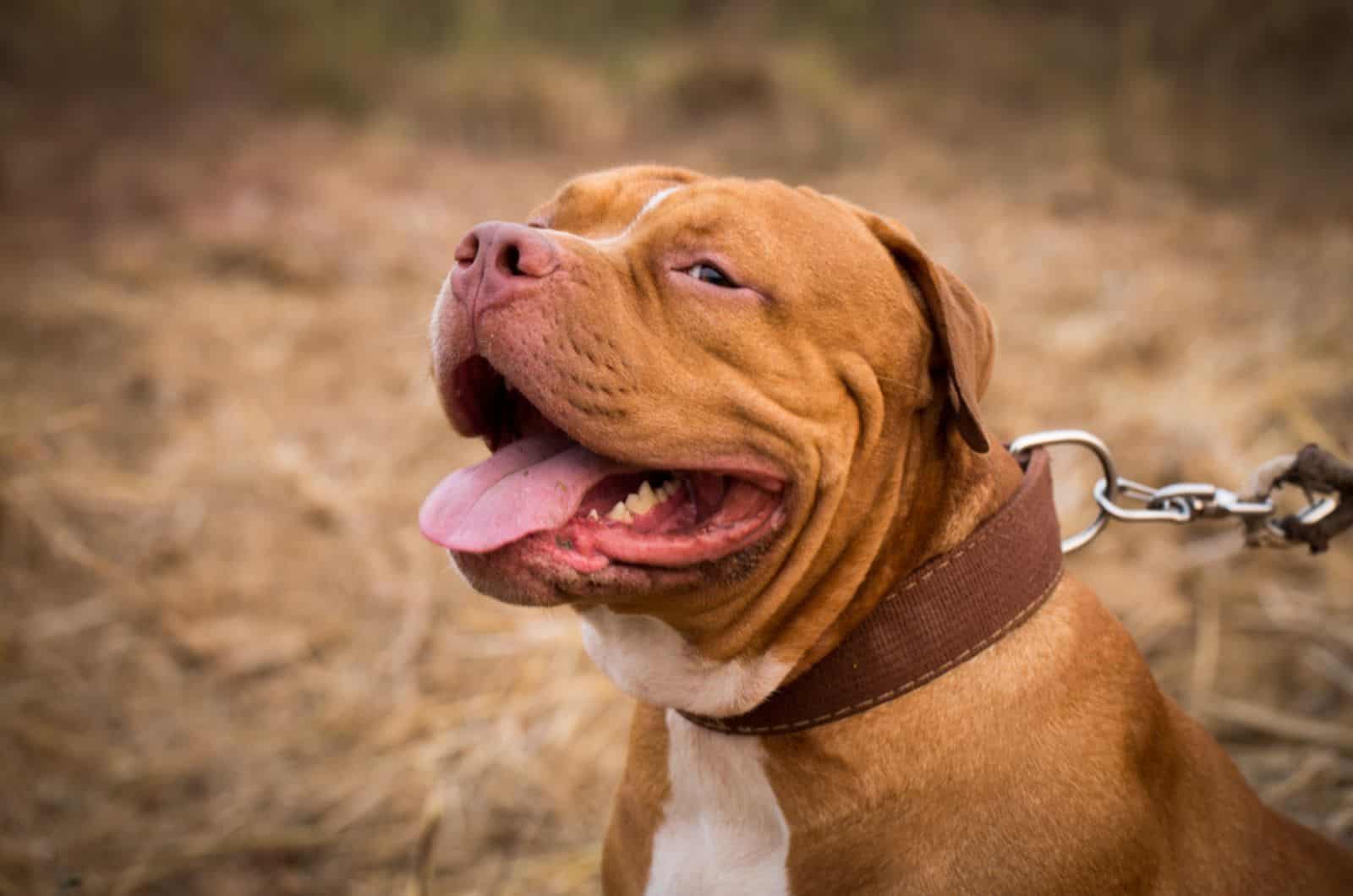 american pit bull terrier con correa