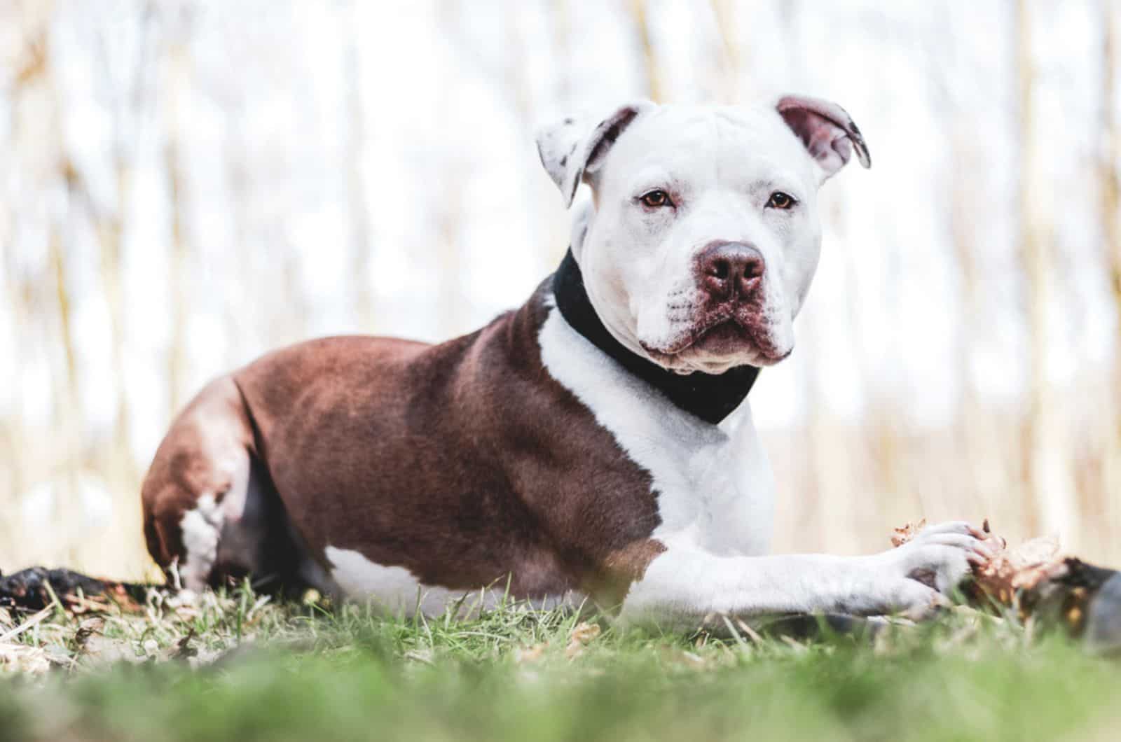 pitbull americano acostado en el césped